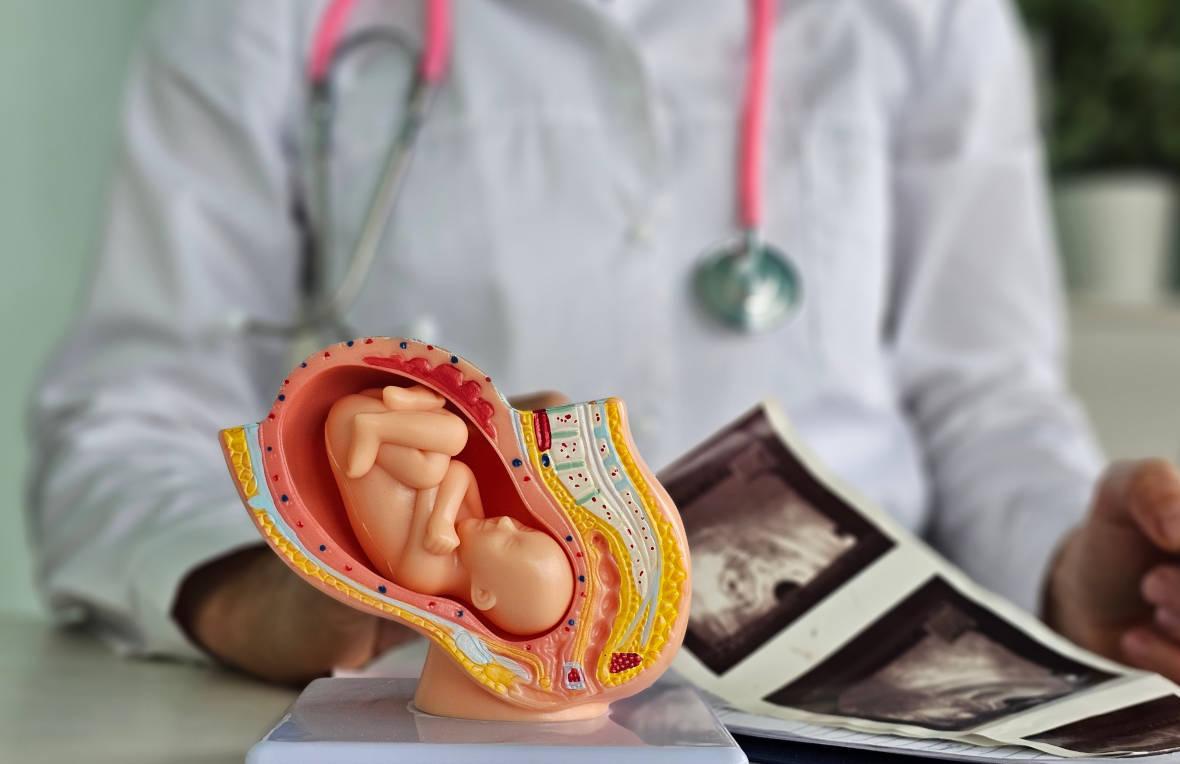 Dokter sedang menunjukkan perkembangan janin yang siap dilahirkan