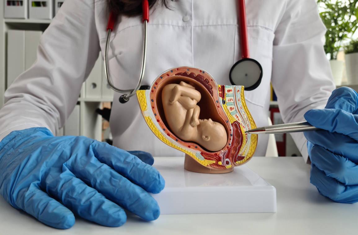 Dokter sedang menunjukkan plasenta