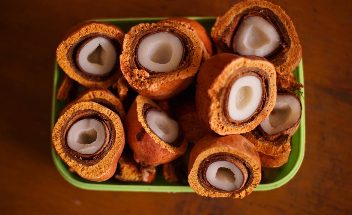 Buah zuriat 