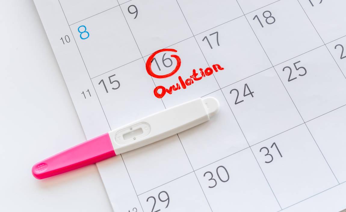 Kalender ovulasi